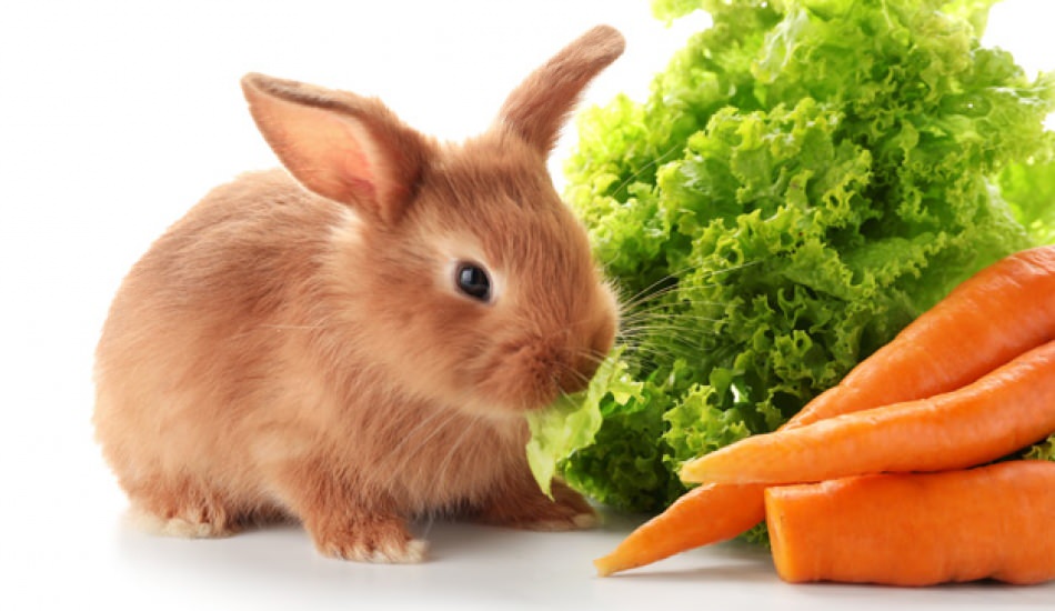 BESLENMEŞEKİLLERİ by Vahide Tuğba AKINCI - Ourboox.com