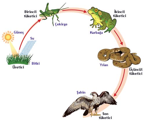 BESLENMEŞEKİLLERİ by Vahide Tuğba AKINCI - Ourboox.com