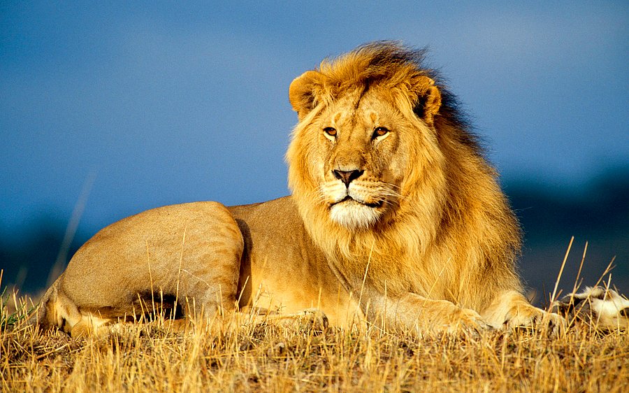 BESLENMEŞEKİLLERİ by Vahide Tuğba AKINCI - Ourboox.com