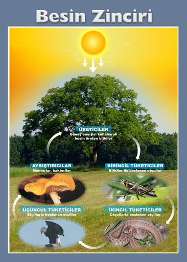 BESLENMEŞEKİLLERİ by Vahide Tuğba AKINCI - Ourboox.com