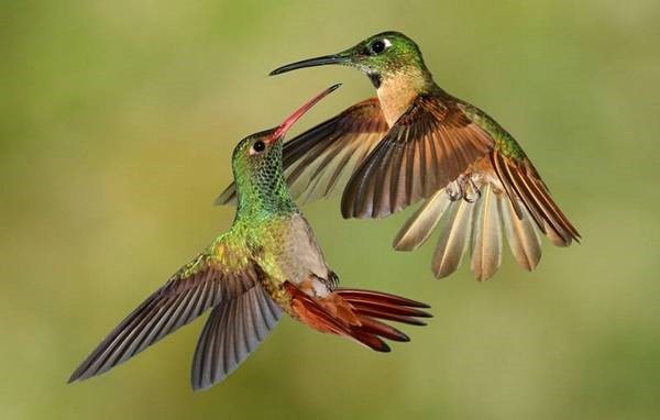 Колібрі by Olga Ostrozhchuk - Ourboox.com