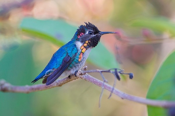 Колібрі by Olga Ostrozhchuk - Ourboox.com