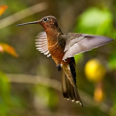 Колібрі by Olga Ostrozhchuk - Ourboox.com