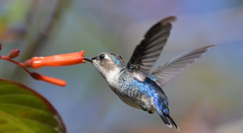 Колібрі by Olga Ostrozhchuk - Ourboox.com