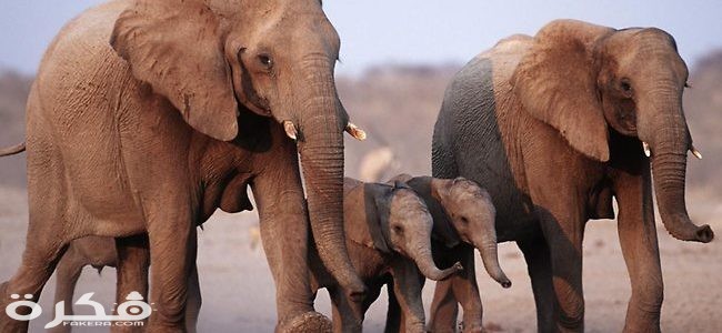 الفيل by Tina mattar - Ourboox.com