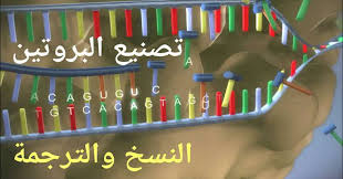 بناء الزلال في الخلية by malak - Ourboox.com