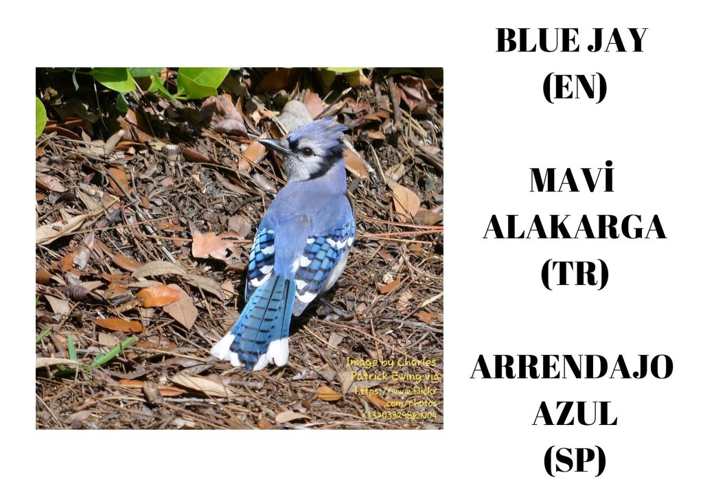 TRILINGUAL AUDIO DICTIONARY (ANIMAL WORLD) by Dilek  - Ourboox.com