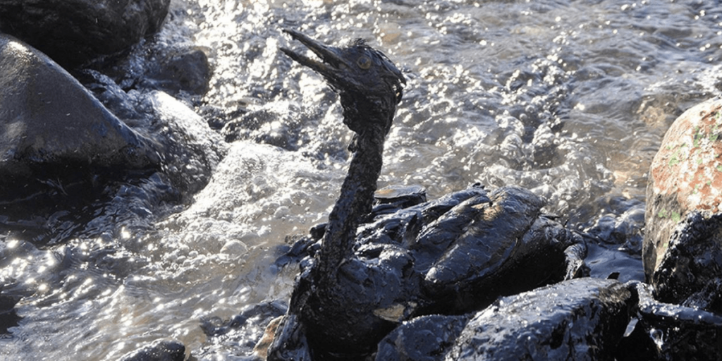 AWARENESS ON WATER SUPPLY by BURCU - Illustrated by DİLA BOZKURT - Ourboox.com