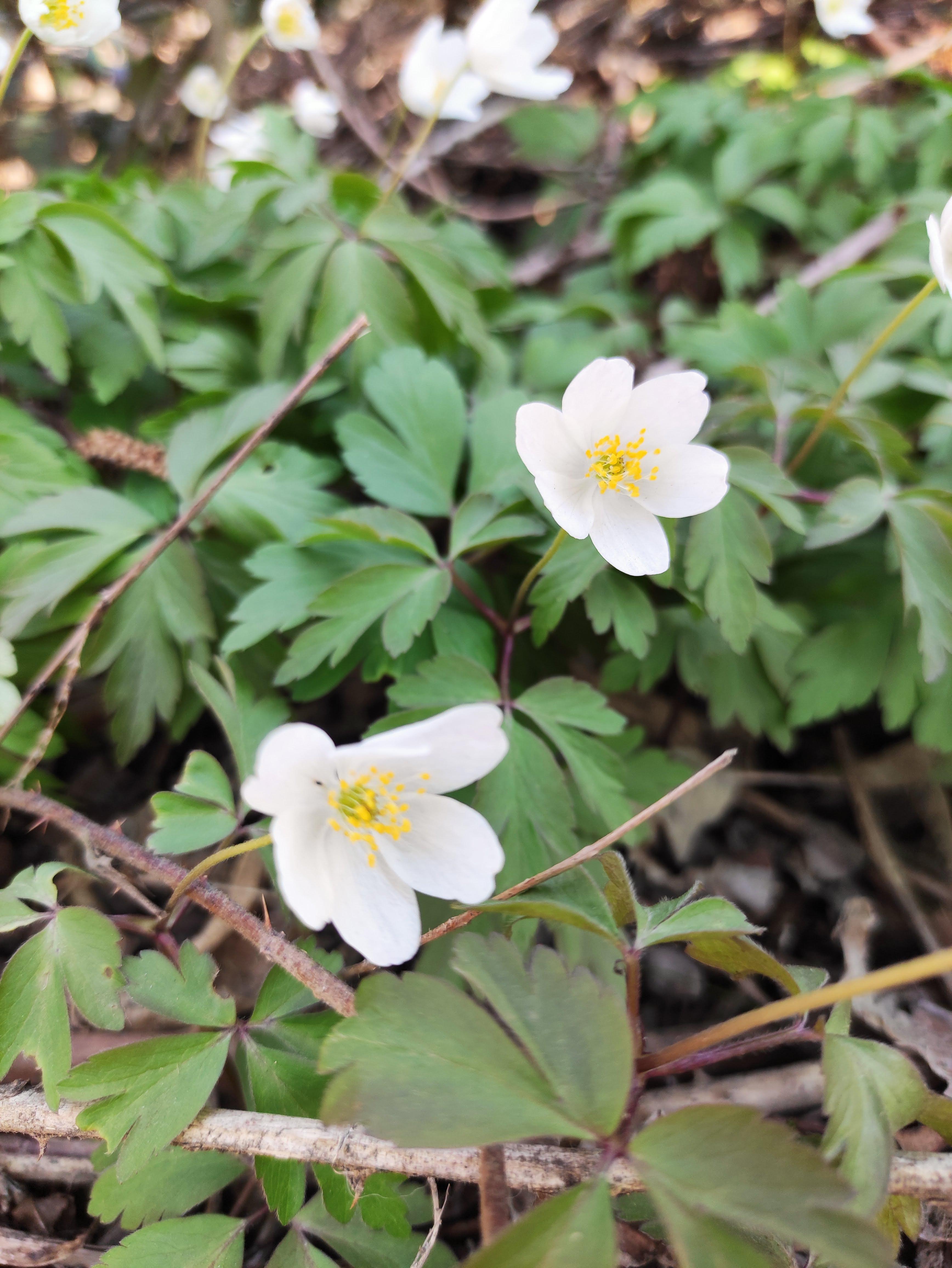 E’ primavera! by Chiara - Ourboox.com