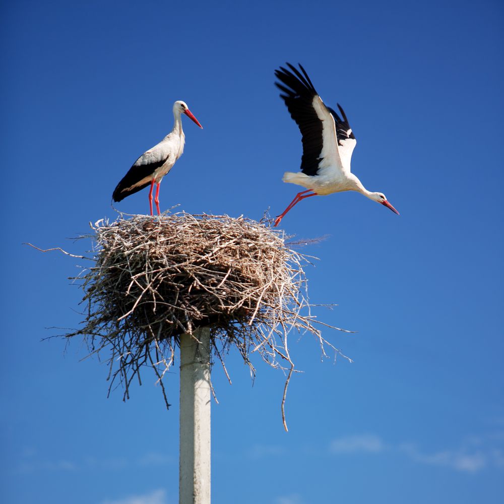 Пролетни гости by Neli - Ourboox.com