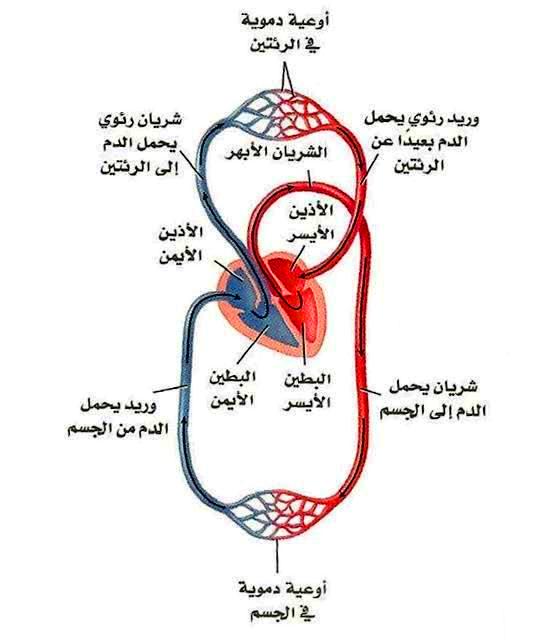 الدورة الدموية الكبرى والصغرى