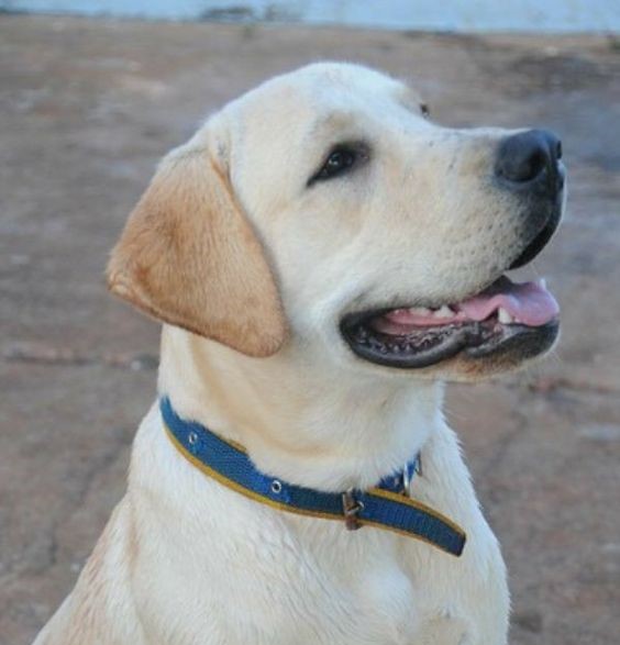 Maya by stav - Illustrated by Liem and Stav - Ourboox.com