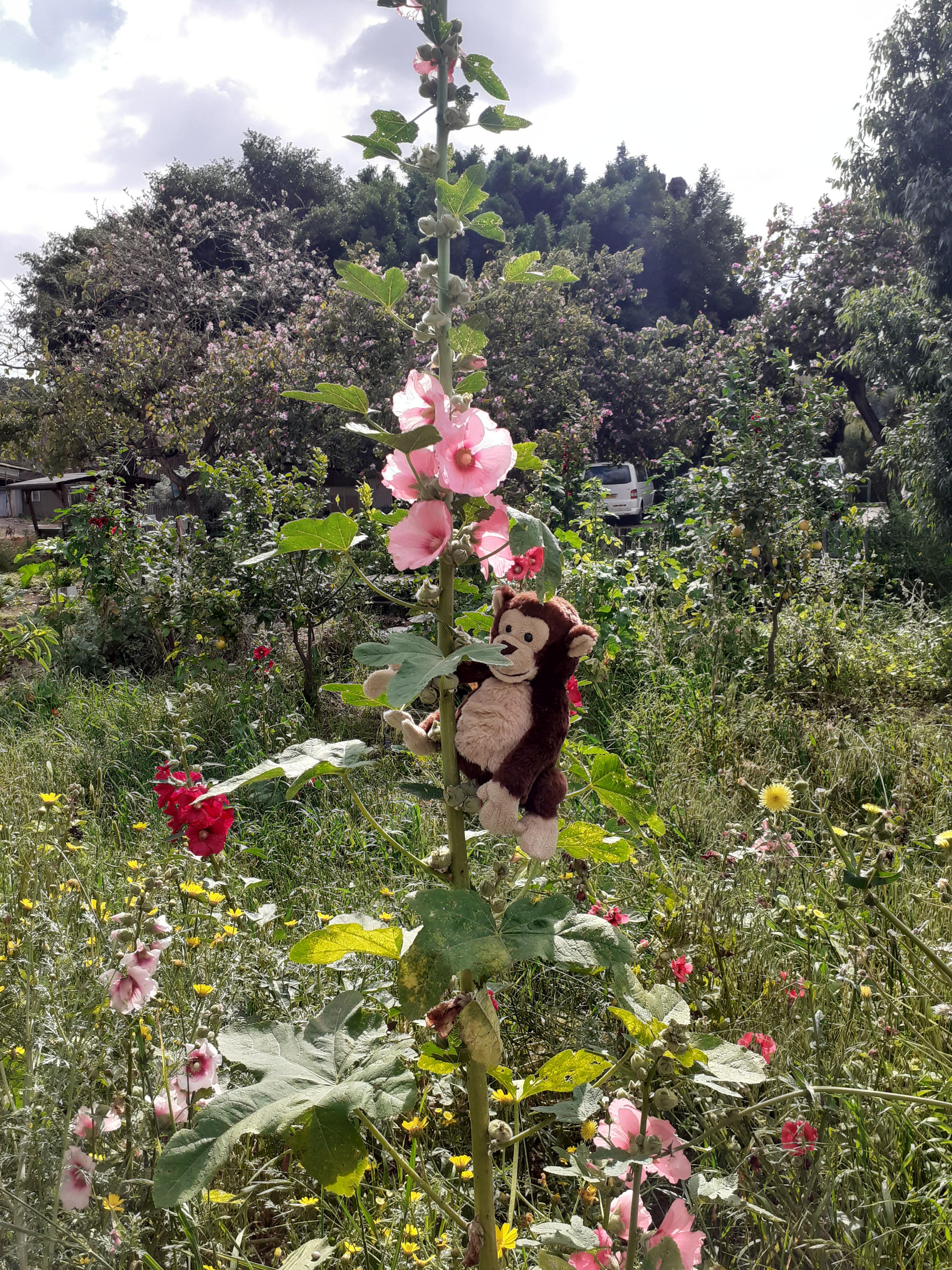 ג’ורג’ הסקרן מחפש את האביב by Anat raz - Ourboox.com