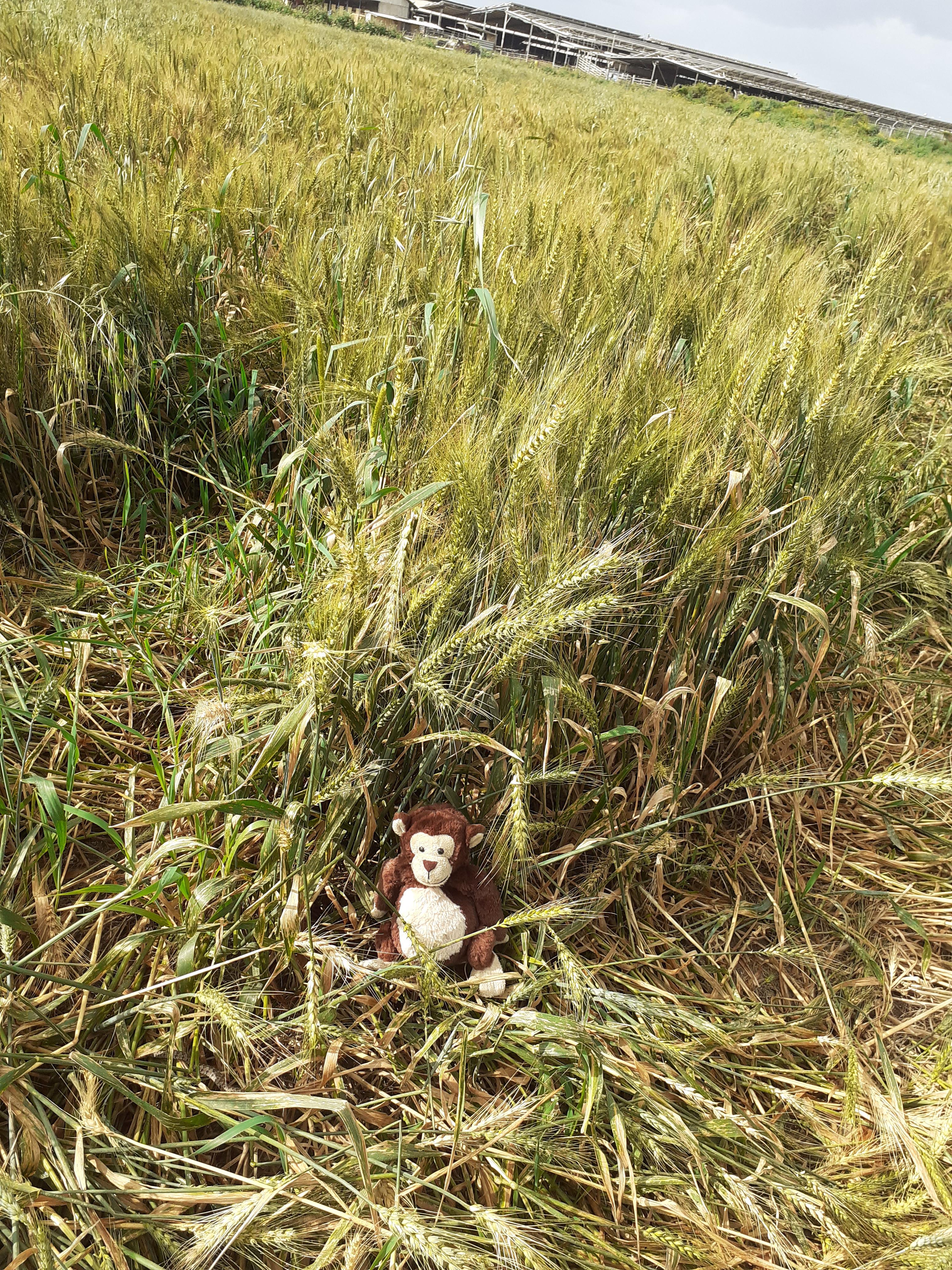 ג’ורג’ הסקרן מחפש את האביב by Anat raz - Ourboox.com