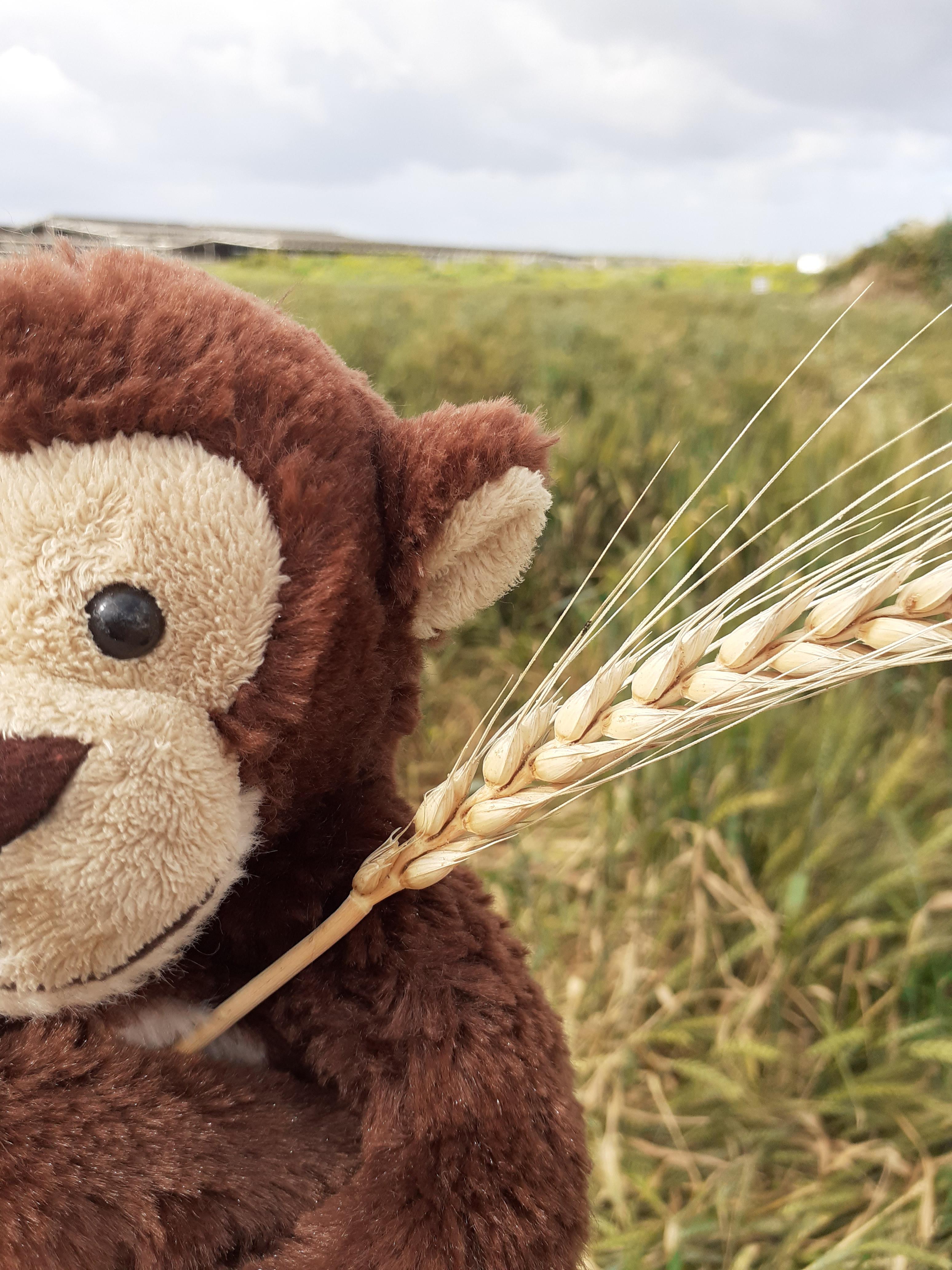 ג’ורג’ הסקרן מחפש את האביב by Anat raz - Ourboox.com