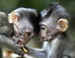 The Monkeys by Harel Zakkay - Ourboox.com