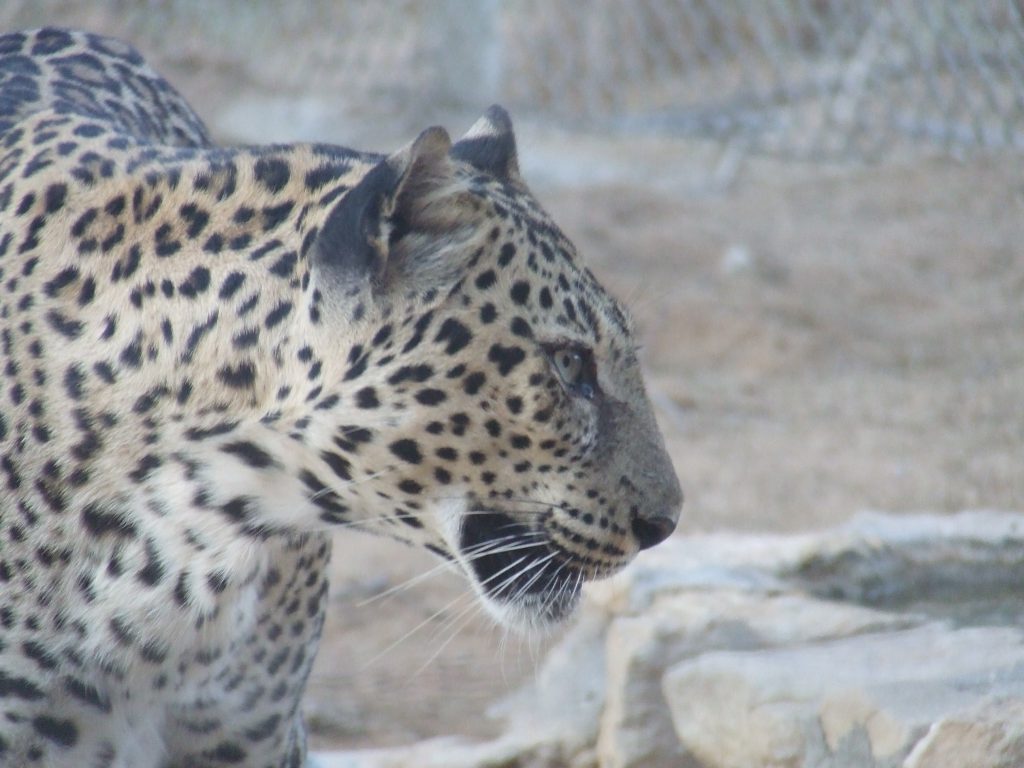 Unusual friends by roy keren - Ourboox.com