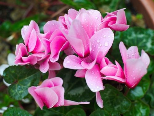 النباتات البرية by samar - Illustrated by samar abo mosa - Ourboox.com