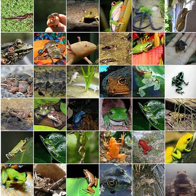 מחלקת הדו-חיים AMPHIBIANS : by TAIR EDRI - Illustrated by תאיר אדרי  - Ourboox.com