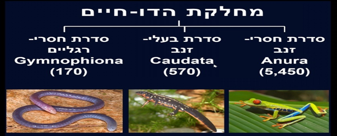 מחלקת הדו-חיים AMPHIBIANS : by TAIR EDRI - Illustrated by תאיר אדרי  - Ourboox.com
