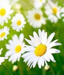 תנו לי קצת שקט by fairouz - Ourboox.com