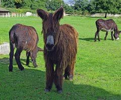 החמור האב והבן by hari - Ourboox.com