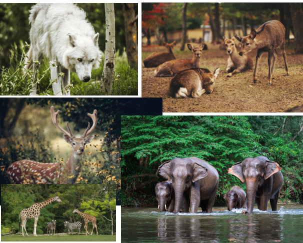 التَّنَوُّع في الطَّبيعة by reem jamal quntar - Illustrated by Reem Quntar - Ourboox.com