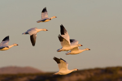 The lone bird by harel - Ourboox.com