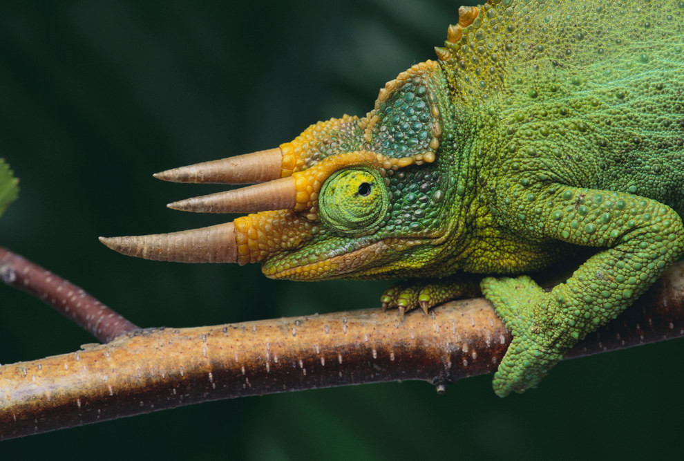 ОТ ЧЕГО ЗАВИСИТ ОКРАСКА ХАМЕЛЕОНА?? by Sofya Igoshina - Ourboox.com