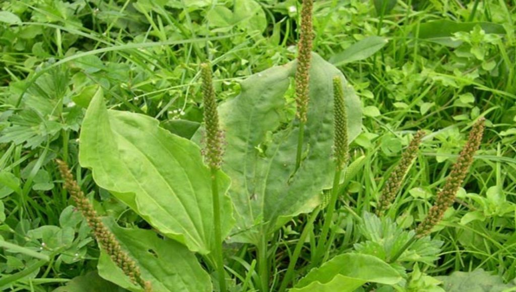 Чудодействующий подорожник by команда "ХимБибики" МАОУ СОШ №5 "ЦентрИнТех" г.Рассказово - Ourboox.com