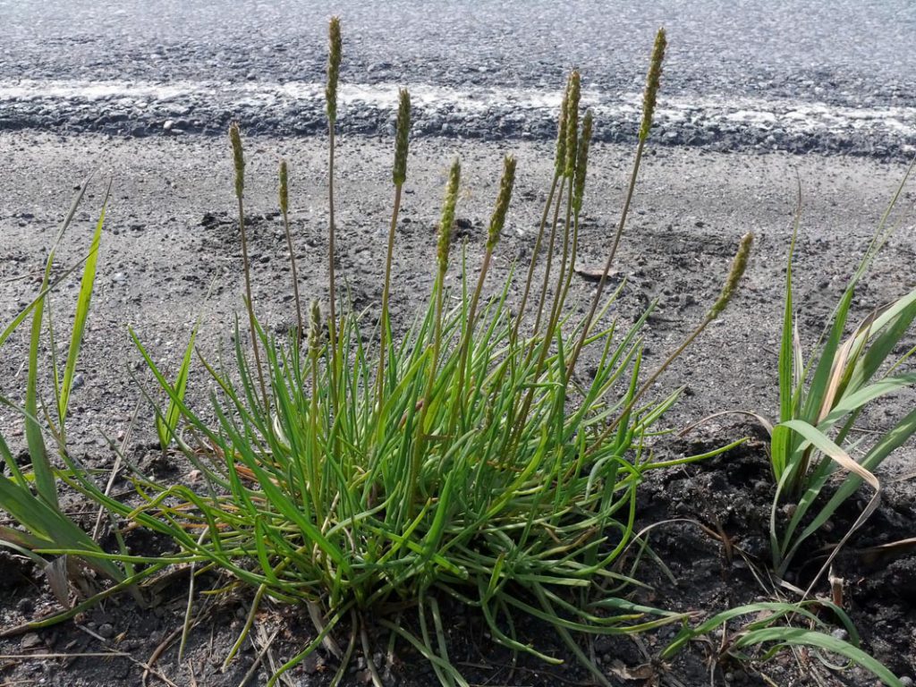 Чудодействующий подорожник by команда "ХимБибики" МАОУ СОШ №5 "ЦентрИнТех" г.Рассказово - Ourboox.com