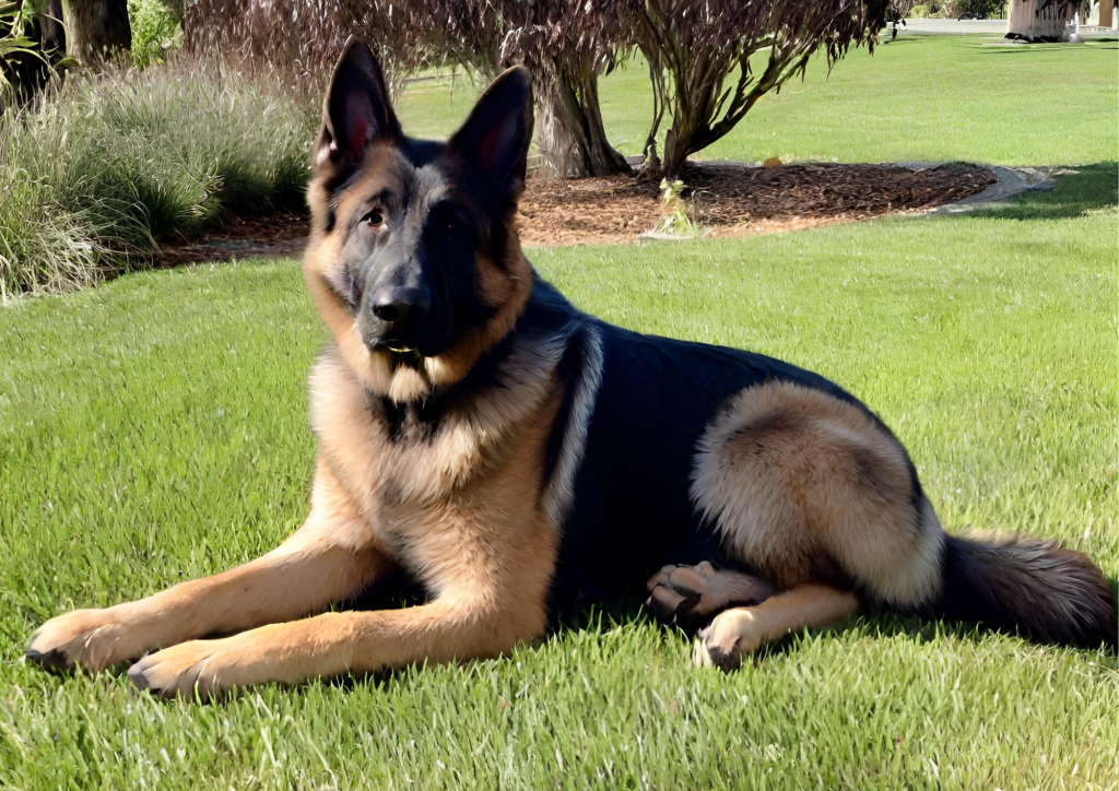 МОЇ УЛЮБЛЕНЦІ by Tamara - Ourboox.com