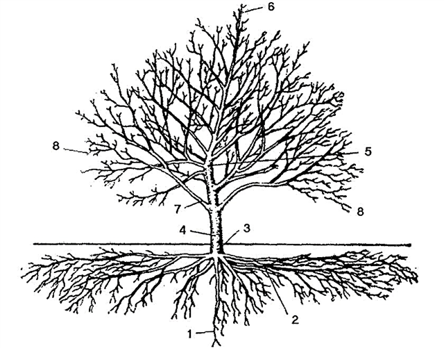 Structura pomului de măr