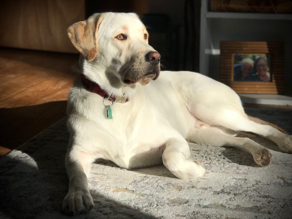 BRIGHTSIDE PUPS by Abbe Kauffman Kovacik - Ourboox.com