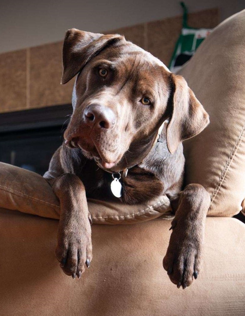 BRIGHTSIDE PUPS by Abbe Kauffman Kovacik - Ourboox.com