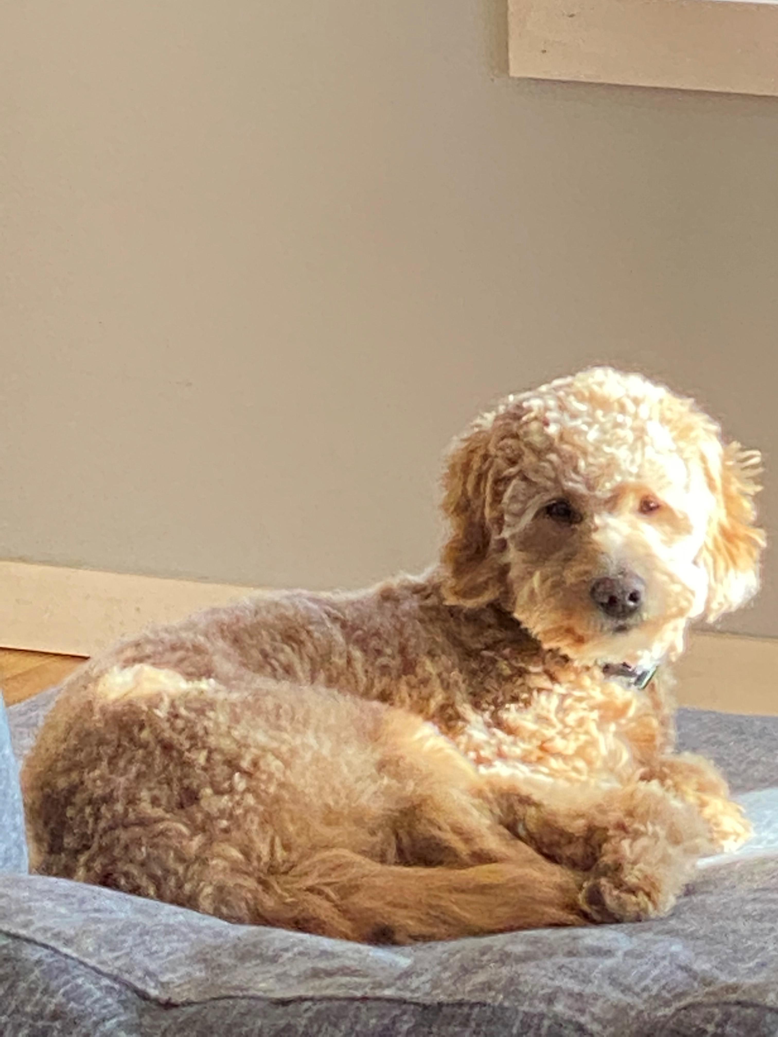 BRIGHTSIDE PUPS by Abbe Kauffman Kovacik - Ourboox.com