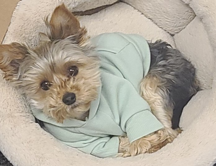 BRIGHTSIDE PUPS by Abbe Kauffman Kovacik - Ourboox.com