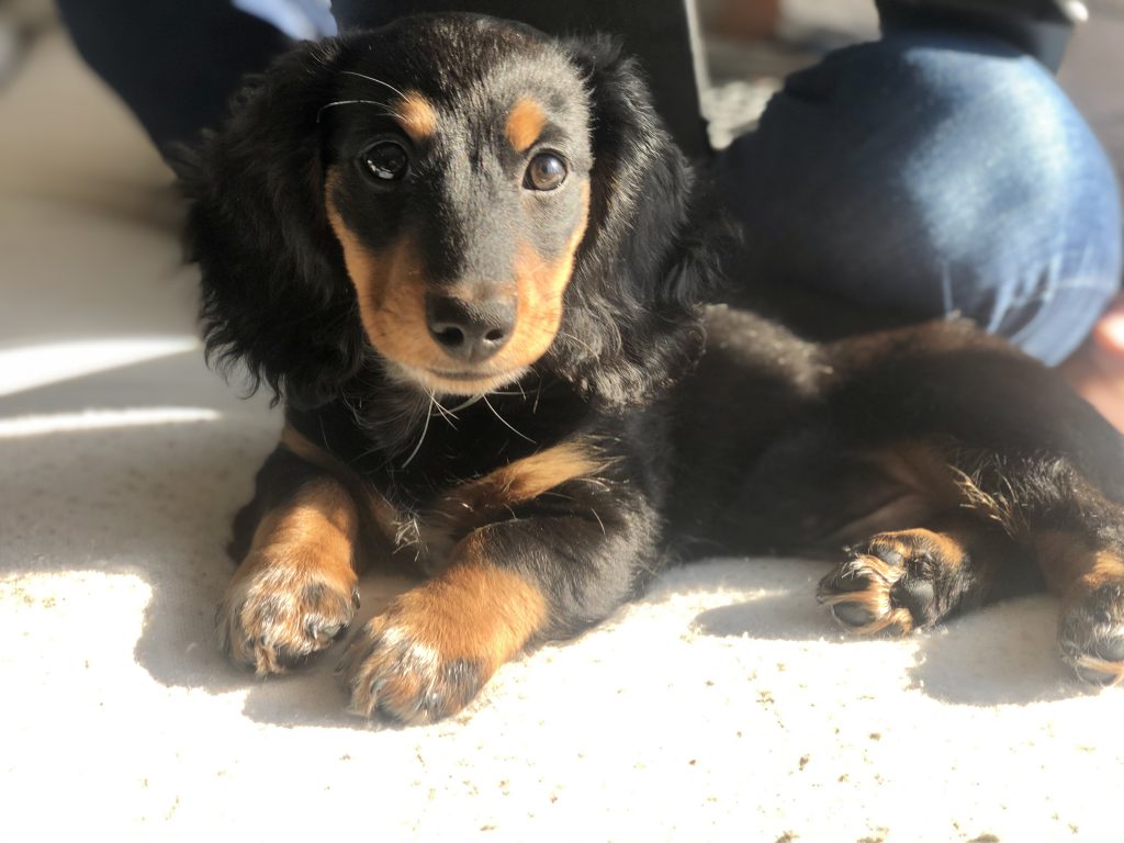 BRIGHTSIDE PUPS by Abbe Kauffman Kovacik - Ourboox.com