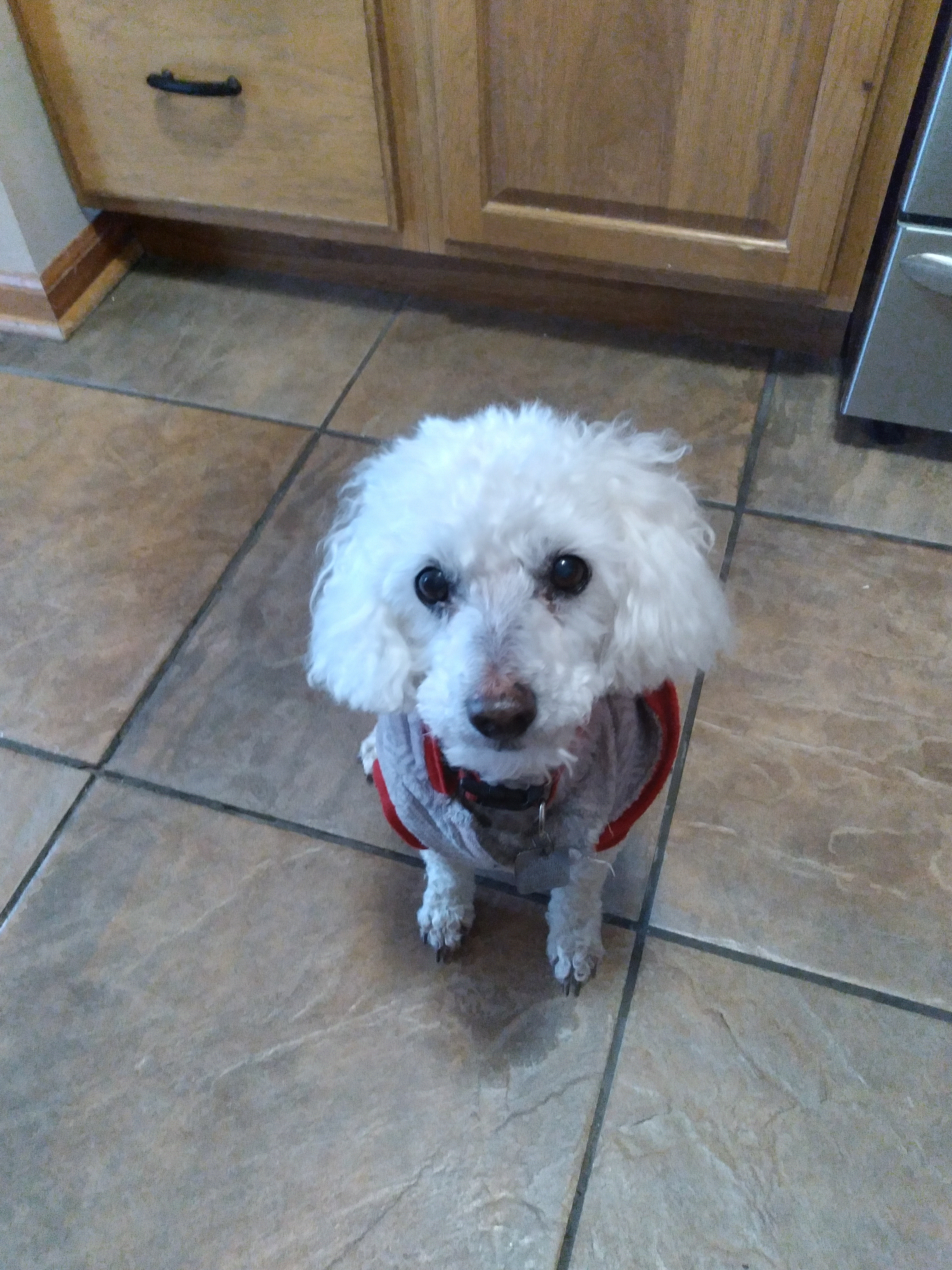 BRIGHTSIDE PUPS by Abbe Kauffman Kovacik - Ourboox.com