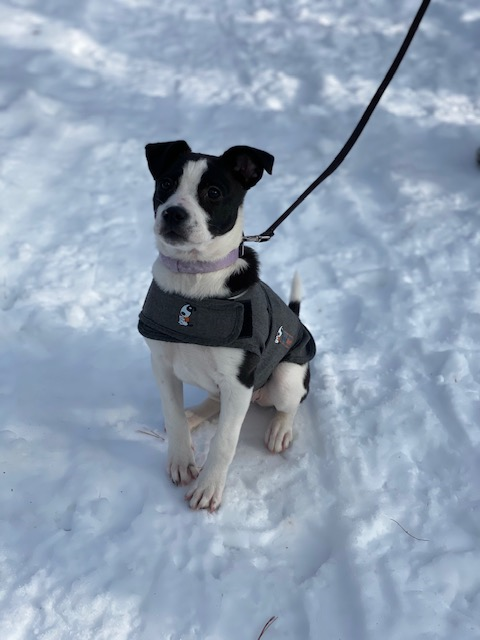 BRIGHTSIDE PUPS by Abbe Kauffman Kovacik - Ourboox.com