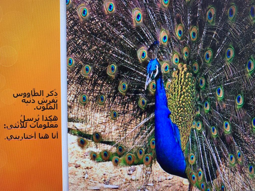 الاتصال بين الكائنات الحية by rasha lawen - Ourboox.com