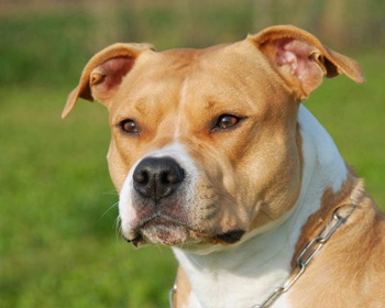 Породи собак та їх характеристики by Nastia - Ourboox.com