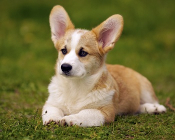 Породи собак та їх характеристики by Nastia - Ourboox.com