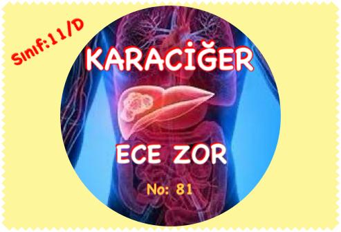 KARACİĞER by ECE ZOR - Illustrated by ECE ZOR - Ourboox.com