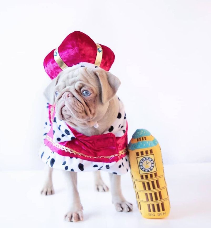 The Pink Pug by Sally Ben Shitrit - Ourboox.com