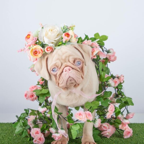 The Pink Pug by Sally Ben Shitrit - Ourboox.com