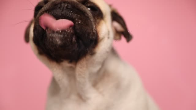 The Pink Pug by Sally Ben Shitrit - Ourboox.com
