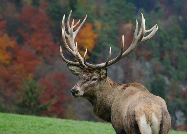 Тварини України by maria - Illustrated by Марія - Ourboox.com