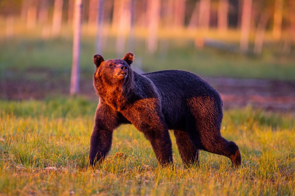 Тварини України by maria - Illustrated by Марія - Ourboox.com