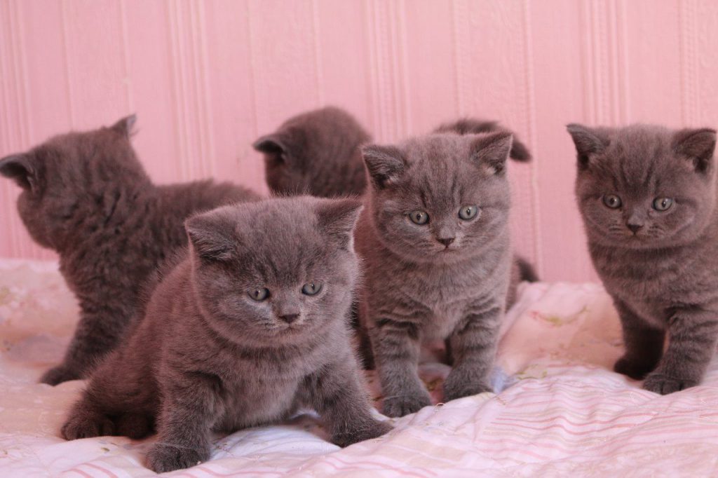 CEMRESU ÖZDAL İLE PROJE ÖDEVİ by Cemresu ÖZDAL - Ourboox.com